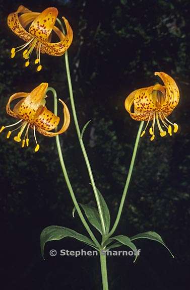 lilium pardalinum 1 graphic